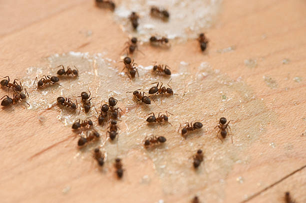 Insect Control in Sussex, NJ
