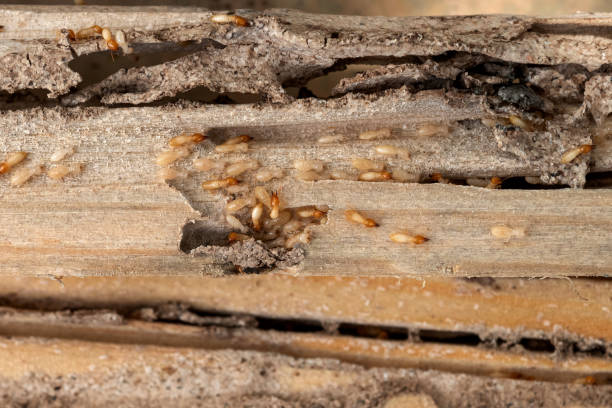 Reliable Sussex, NJ Pest Control Solutions